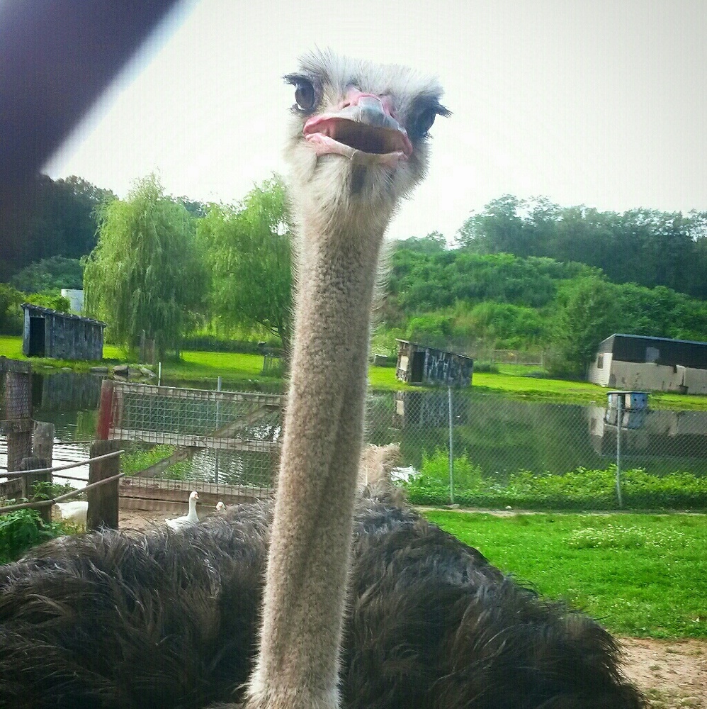 Meet your Posher, Suzie (actual photo)